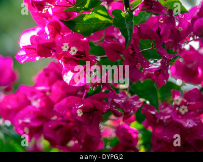 Bougainvillea pink Magenta Stockfoto