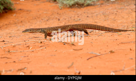 Sand Monitor (Varanus gouldii gouldii) Lake Ballard bei Menzies West Australia Stockfoto