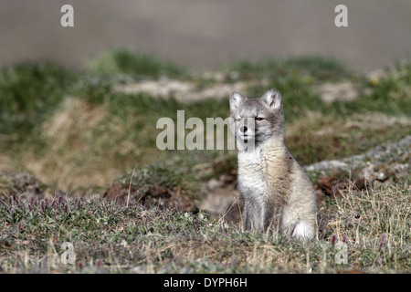 Polarfuchs junges, Vulpes lagopus Stockfoto