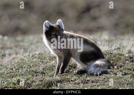 Polarfuchs, Vulpes Lagopus, Männlich Stockfoto