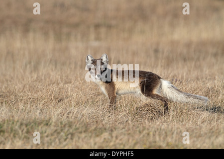 Polarfuchs, Vulpes Lagopus, vixen Stockfoto