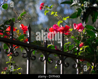 Magenta Bougainvillea dornige Zierpflanze in voller Blüte auf einem