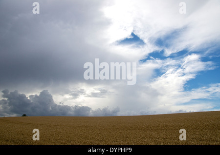 Späten Nachmittag Himmel und Wolken über einem Weizenfeld in Cambridgeshire Stockfoto