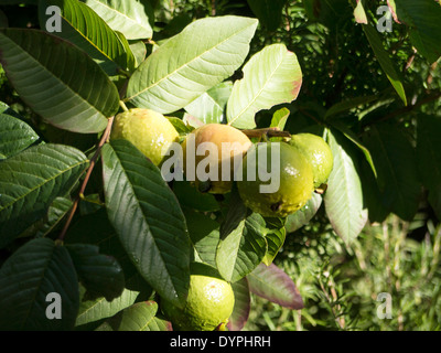 Guave Baum im griechischen Garten reif und reifende Frucht. Stockfoto