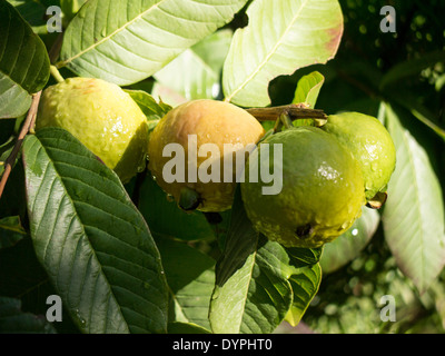 Guave Baum im griechischen Garten reif und reifende Frucht. Stockfoto