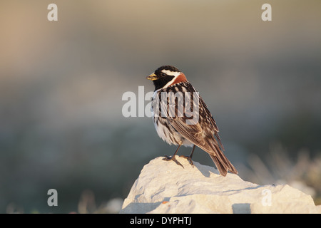 Lappland Longspur (Ammer), Calcarius Lapponicus, männlich auf Nährböden Stockfoto