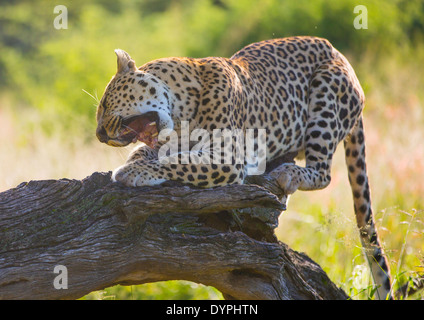 Wilde afrikanische Leopard Fleischessen im Baum, Okonjima, Namibia Stockfoto