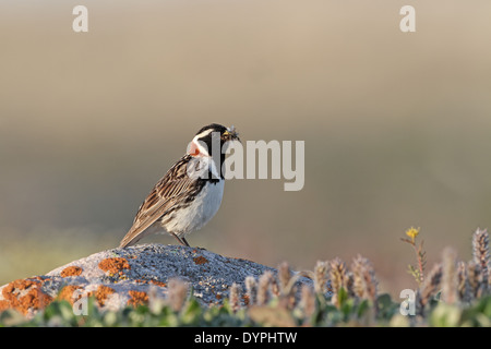 Lappland Longspur (Ammer), Calcarius Lapponicus, männlich auf Nährböden Stockfoto