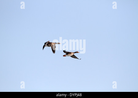Mehr weiß – Anser Gans, Anser Albifrons, im Flug Stockfoto