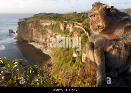 Affen entlang der Klippen neben der Ulu Watu Tempel Pura Luhur. Bali. Uluwatu Tempel ist ein Hindu-Tempel am Kliff Ufer in Stockfoto