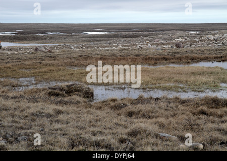 Mehr weiß – Anser Gans, Anser Albifrons, nisten in arktischen Landschaft Stockfoto