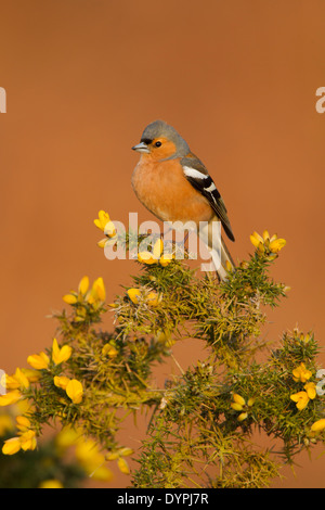 Männlichen Buchfinken (Fringilla Coelebs) thront auf einem blühenden Ginster Busch im frühen Morgenlicht Stockfoto