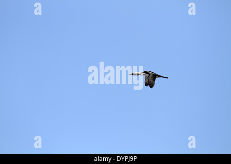 Pacific Loon (Taucher), Gavia Pacifica im Flug Stockfoto