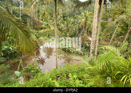 Eines der besten Aussichten der Reisfelder erhält man von einem Aussichtspunkt am Tegallalang, 12 km von Ubud. Bali. Reisfeld gelegen Stockfoto