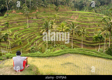 Eines der besten Aussichten der Reisfelder erhält man von einem Aussichtspunkt am Tegallalang, 12 km von Ubud. Bali. Reisfeld gelegen Stockfoto