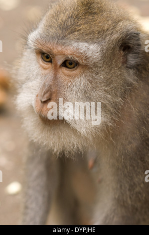 Eines der vielen Affen, die in den Heiligen Affenwald Leben. Ubud. Bali. Ubud Monkey Forest ist ein Naturschutzgebiet und Tempel Stockfoto