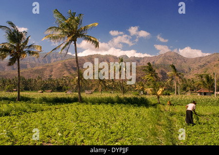 Campingplätze in der Nähe von Dorf Amed Ost Bali Fischereikultur. Amed ist ein lange Küstenstreifen der Fischerdörfer in Ost-Bali. Amed Stockfoto