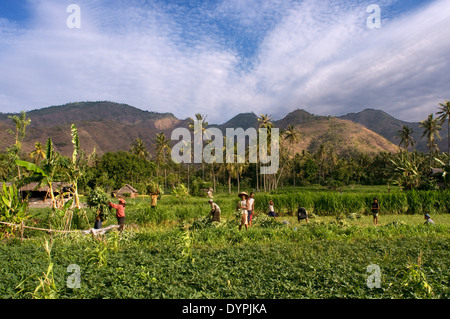 Campingplätze in der Nähe von Dorf Amed Ost Bali Fischereikultur. Amed ist ein lange Küstenstreifen der Fischerdörfer in Ost-Bali. Amed Stockfoto