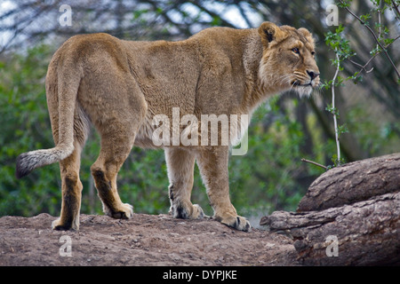Asiatische Löwe (Panthera Leo Persica) weiblich Stockfoto