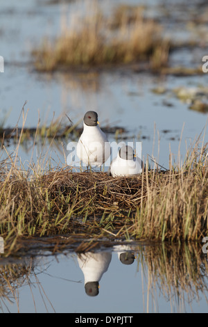 Sabine die Möwe, Xema Sabini, paar auf nest Stockfoto