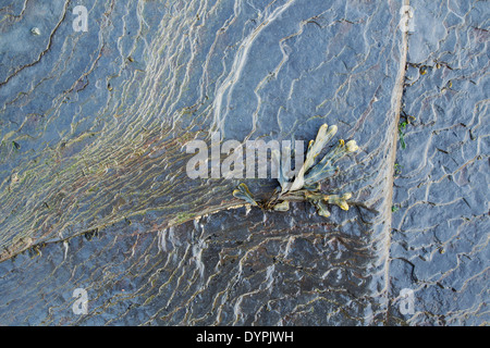 Blase Wrack Algen, lateinische Bezeichnung Fucus Vesiculosus, liegend auf einer Welle schneiden Plattform Stockfoto