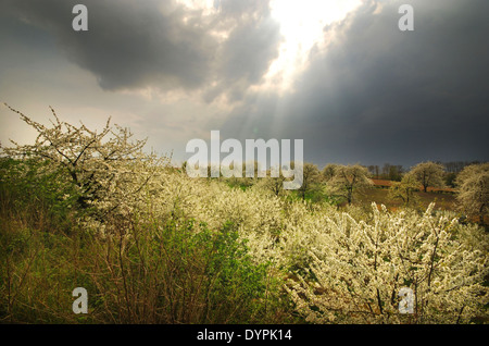 blühende Obstbäume unter stimmungsvoller Himmel Haspengouw Belgien Stockfoto