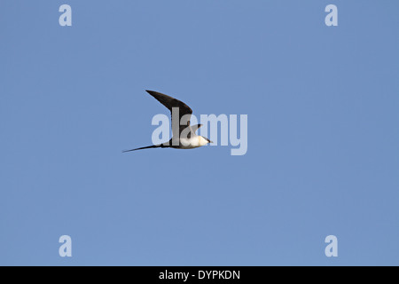 Long-tailed Jaeger (Skua), Stercorarius Longicaudus im Flug Stockfoto