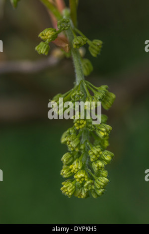 Masse blühen auf ein Bergahorn / Acer pseudoplatanus Baum im Frühling (April). Sycamore ist Mitglied der Ahorn Familie. Stockfoto