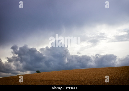 Späten Nachmittag Himmel und Wolken über einem Weizenfeld in Cambridgeshire Stockfoto