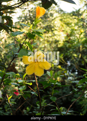 Gelber Hibiskus im schattigen Gartenbereich Stockfoto