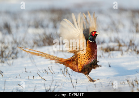 Gemeinsame Fasan, lateinischen Namen Phasianus Colchicus, auf Schnee bedeckt Moorland flatternden Flügeln zeigt Display Verhalten Stockfoto