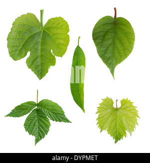 junge Blätter von Kiwi, Nektarinen, Himbeeren, Feigen, Trauben und Pfirsiche. isoliert auf weißem Hintergrund Stockfoto