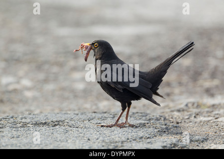 Männliche Amsel, lateinische Bezeichnung Merula Turdus, mit einem Schnabel voller Würmer Stockfoto