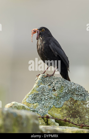 Männliche Amsel, lateinischen Namen Turdus Merula, stehend auf einem Flechten bedeckt Steinmauer mit einem Schnabel voller Würmer Stockfoto