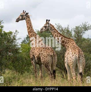 zwei Giraffen in Südafrika auf Safari Krüger Nationalpark Stockfoto