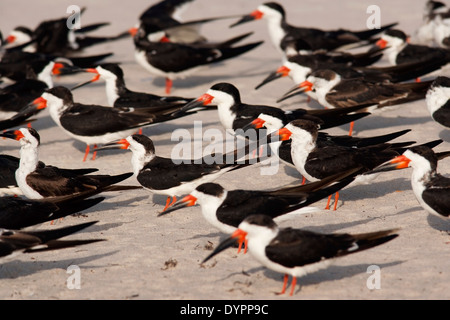 Schwarz-Skimmer - Pompano Beach, Florida USA Stockfoto