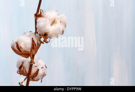 Baumwolle Knospen Zweig. Stockfoto