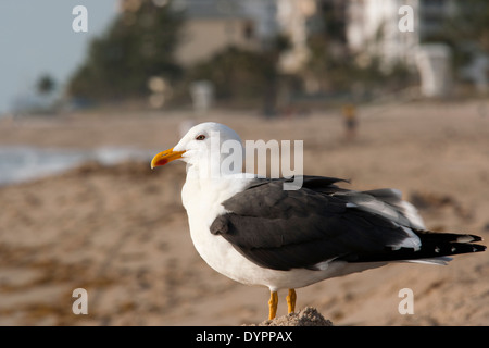 Geringerem Black-backed Gull - Pompano Beach, Florida USA Stockfoto