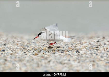 Seeschwalbe, lateinischer Name Sterna Hirundo, Landung auf einem Kiesstrand für den Nestbau verwendet Stockfoto