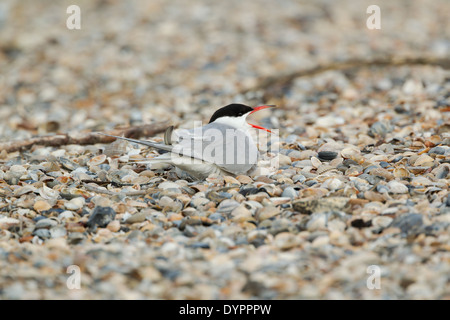 Seeschwalbe, lateinischer Name Sterna Hirundo, sitzt unter zerbrochene Muscheln und aufrufen Stockfoto