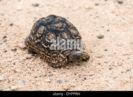 Eine Schildkröte Land Schildkröte beim Überqueren der Straße in der Kruger Park, Südafrika Stockfoto