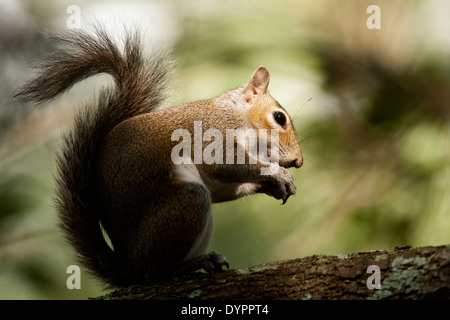 Östliche graue Eichhörnchen - grüne Cay Feuchtgebiete - Boynton Beach, Florida USA Stockfoto