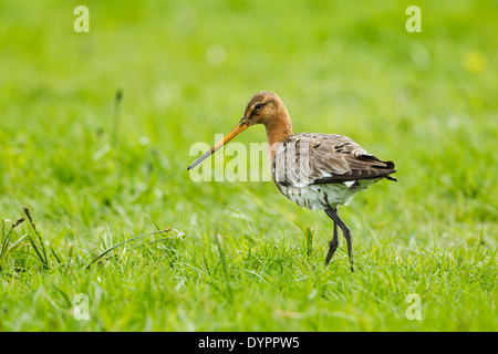 Uferschnepfe, lateinischen Namen Limosa Limosa, Männlich, stehend in einer Wiese Stockfoto