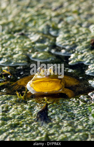 Schwein Frosch - grüne Cay Feuchtgebiete - Boynton Beach, Florida USA Stockfoto