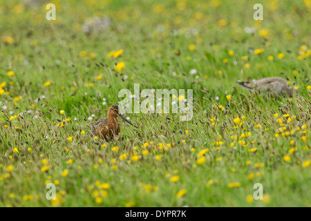 Bar-tailed Uferschnepfe, lateinischen Namen Limosa Lapponica, Männlich, die Nahrungssuche in eine Wildblumenwiese mit einem weiblichen in der Nähe Stockfoto