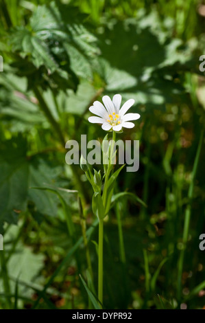 Größere Stitchwort Stockfoto