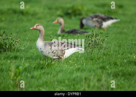 Graugans, lateinischen Namen Anser Anser, eine kleine Gruppe auf Nahrungssuche auf einer feuchten Wiese Stockfoto