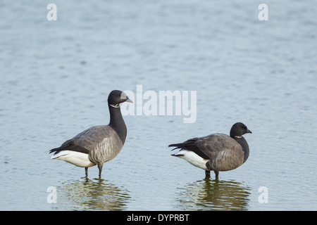 Ringelgans, lateinischen Namen Branta Bernicla, paar, stehen in einer kleinen Lagune Stockfoto