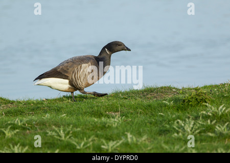 Ringelgans, lateinischen Namen Branta Bernicla Futtersuche auf einem grasbewachsenen Ufer am Rande einer kleinen Lagune Stockfoto