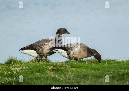 Ringelgans, lateinischer Name Branta Bernicla, ein paar Futtersuche auf einem grasbewachsenen Ufer am Rande einer kleinen Lagune Stockfoto